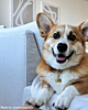 Hondje met hondenpenning
