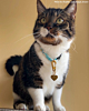 Influencer kat