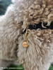 hondenpenning goud aan halsband