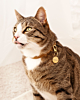 bruine kat met ronde kattenpenning met naam