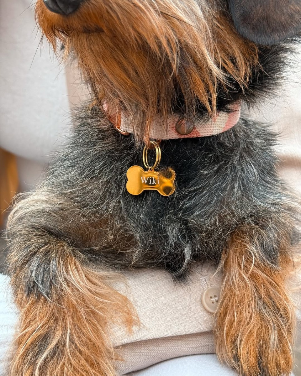 Hondje met gouden hondenpenning