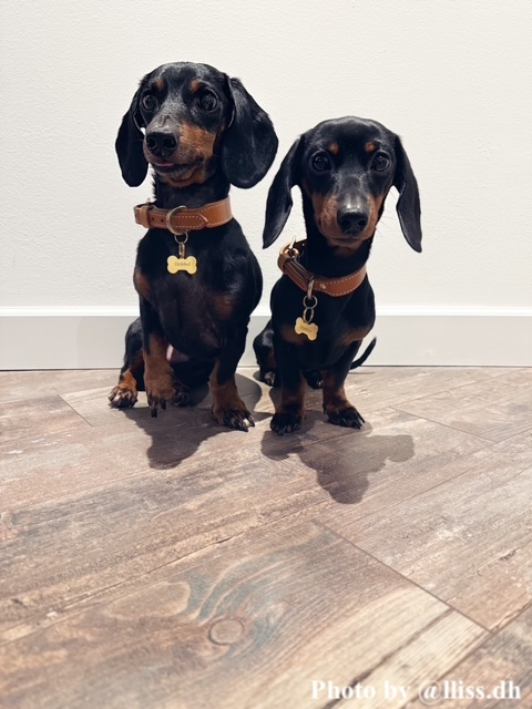 Twee hondjes met penning
