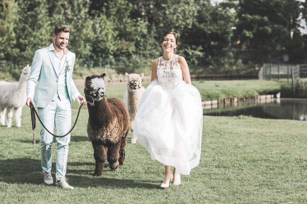 bruidspaar met alpacas