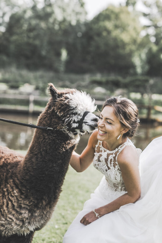 bruid met alpaca op de foto