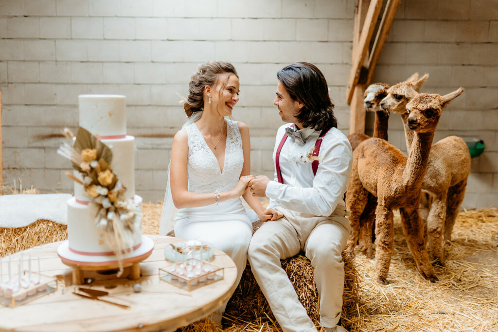 Koppel die gaat trouwen met alpaca's