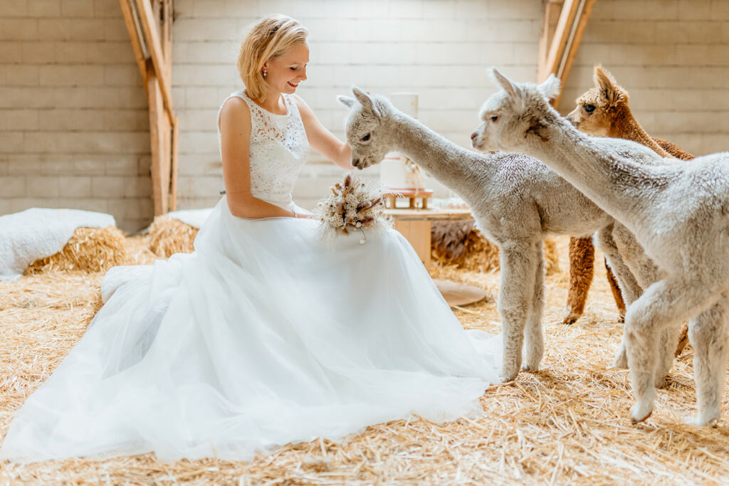 Mooie bruid met alpacas op de foto