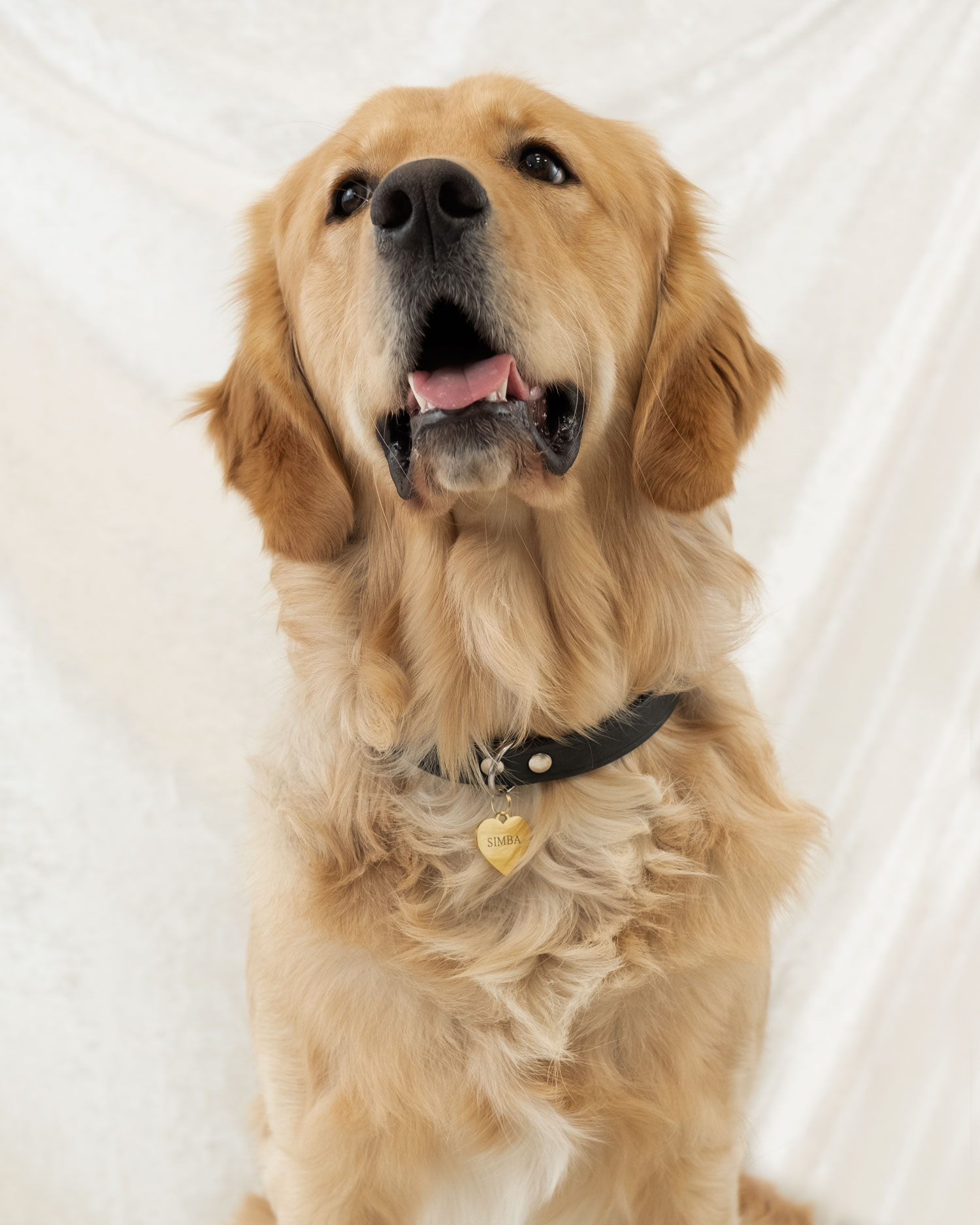 hond draagt gouden hondenpenning hart