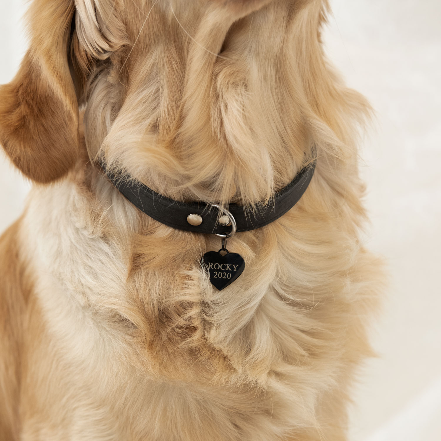 hond draagt zwarte hondenpenning hart