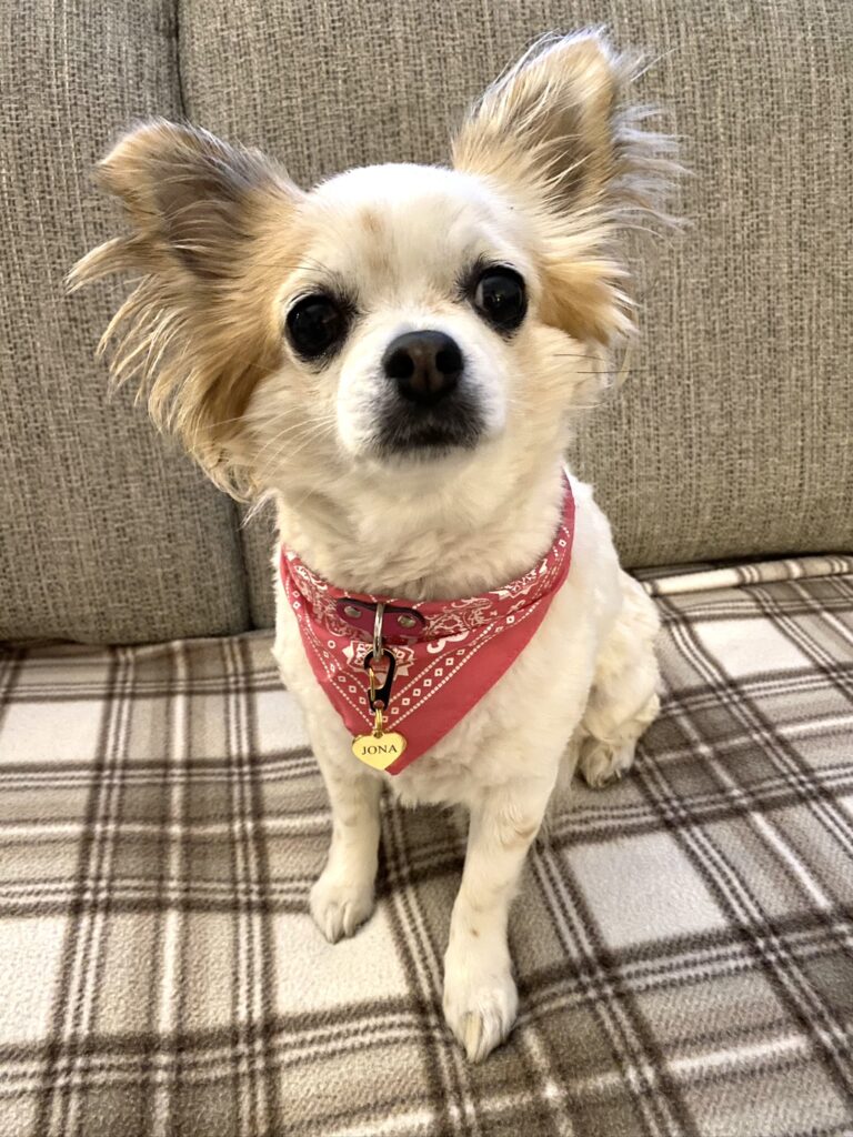 Hondenpenning hartje goudkleurig graveerbaar