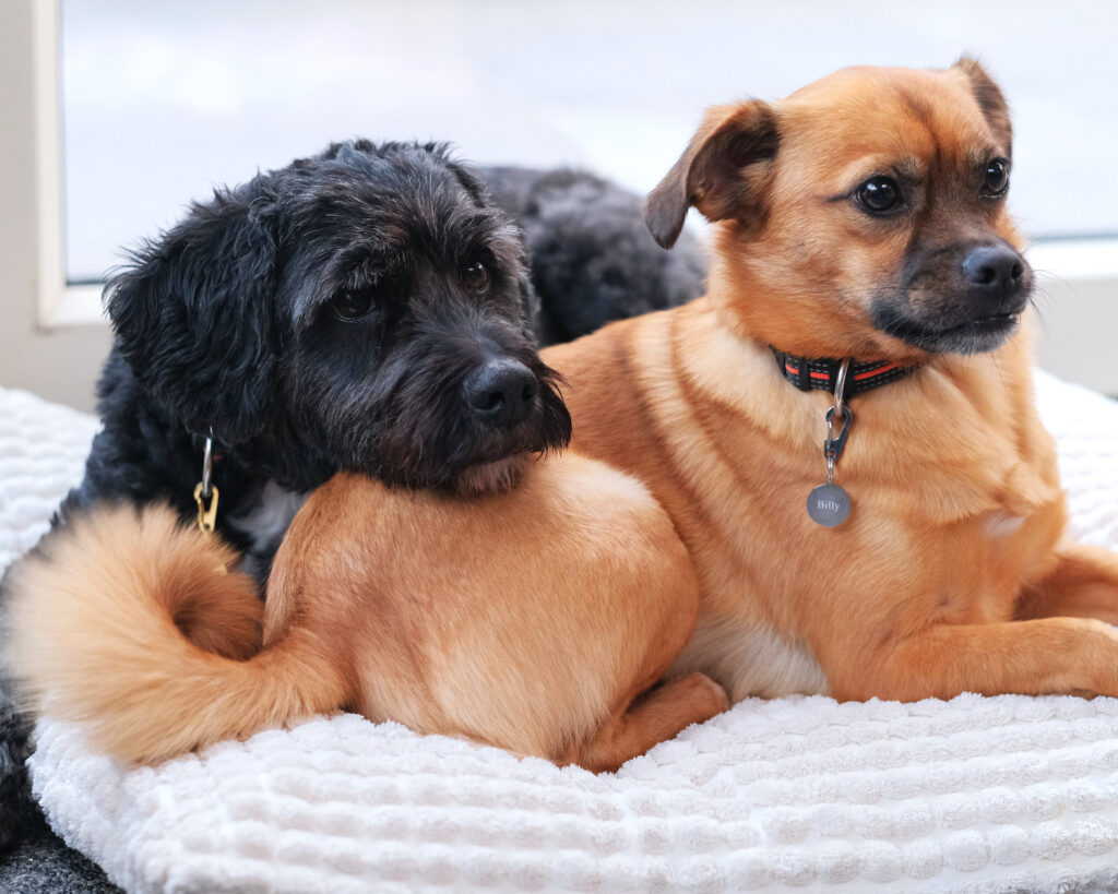 hondenpenningen graveerbaar DRKS