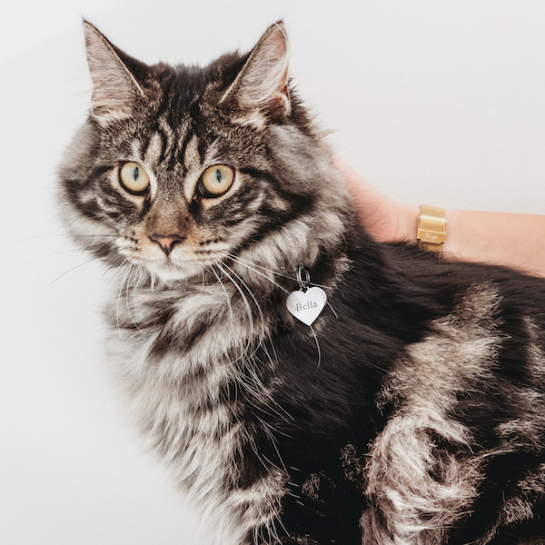 zilveren hartjes kattenpenning