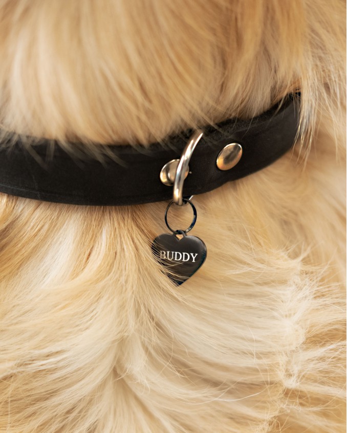 Zwarte hondenpenning naam