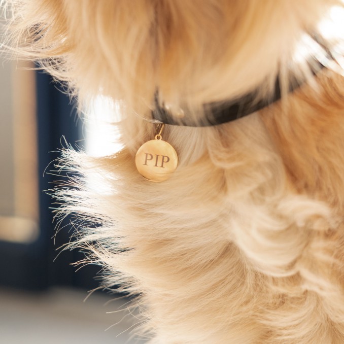 goudkleurige hondenpenning rond