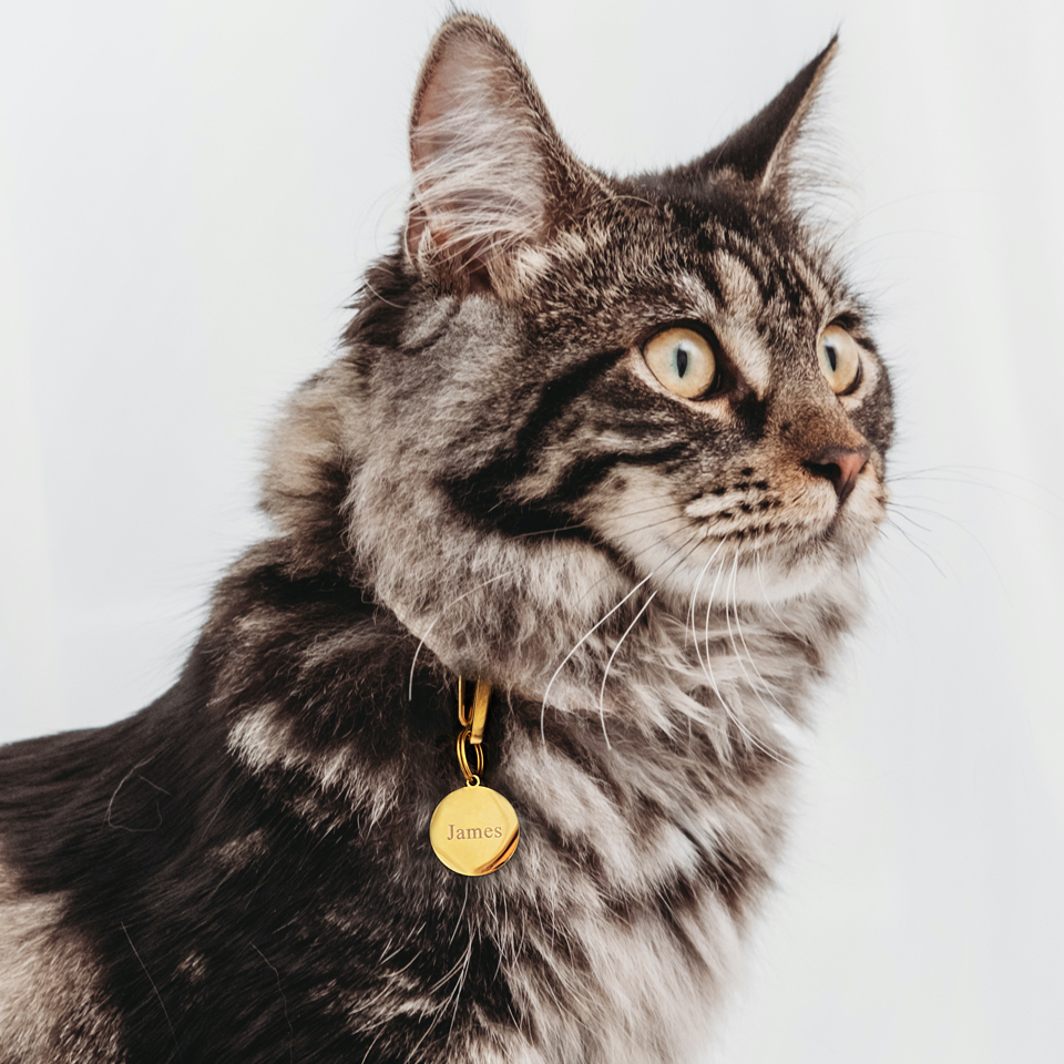 Kat met kattenpenning