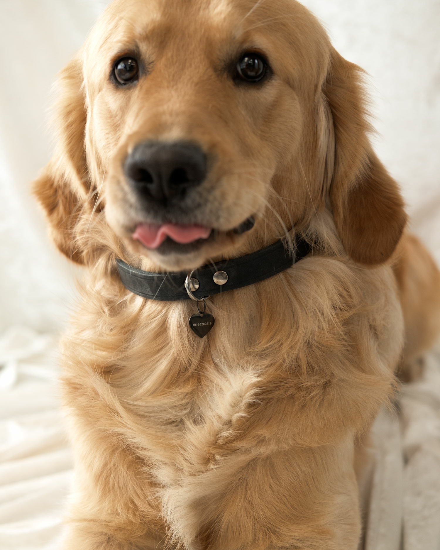 Hond draagt zwarte hondenpenning